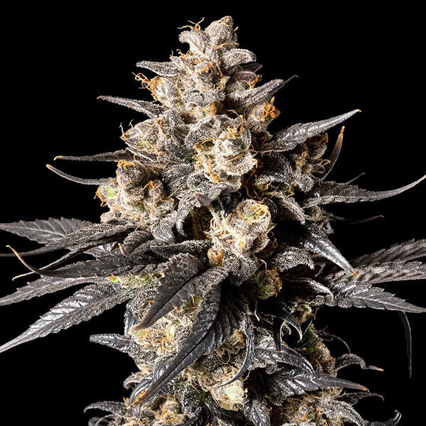 Apple Bananas feminised cannabis seeds by 00 Seeds for indoor and outdoor